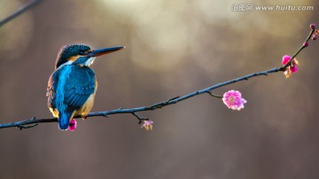 翠鸟 梅花