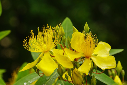 黄花杜鹃