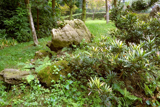 园林景观 石笋假山 罗汉松