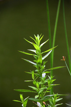 湖边 小草