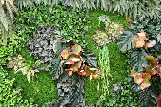 植物墻 植物 背景墻