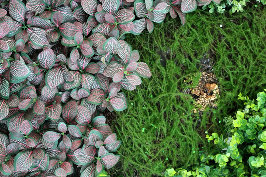 植物墙