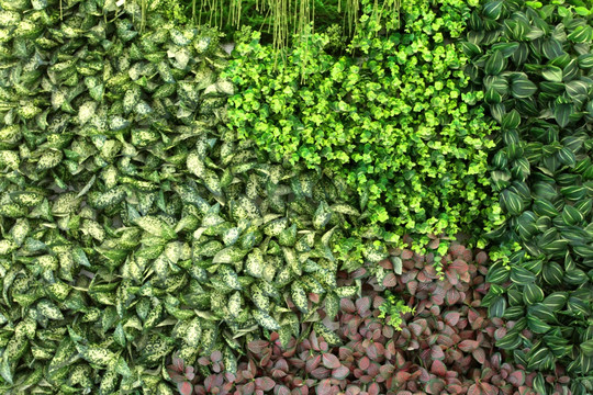 植物墙 植物 背景墙