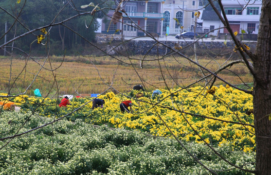 摘菊花 秋菊 菊花地 菊花园