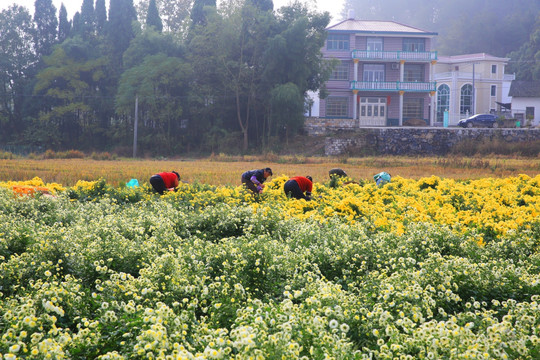 摘菊花 秋菊 菊花地 菊花园