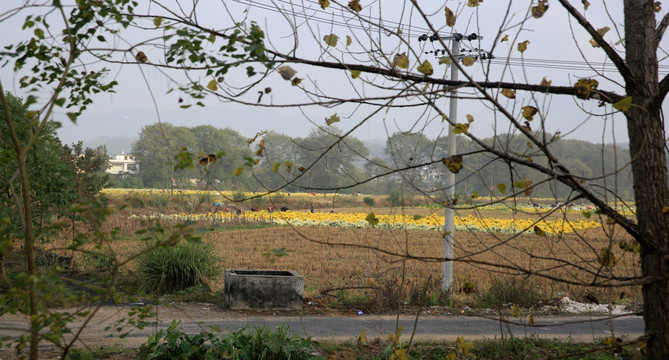 菊花地 采摘 秋景