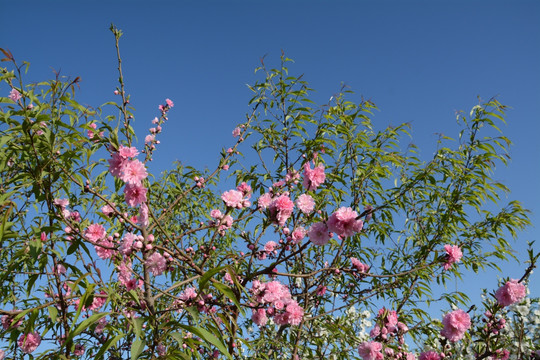 桃花