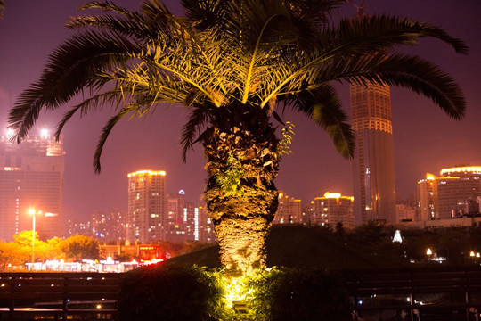 夜晚的棕榈树