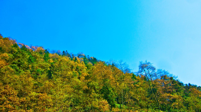 山岭风光 树林