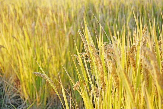 金色的稻田 农田 水稻田