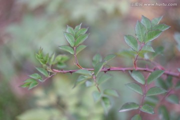 月季花枝