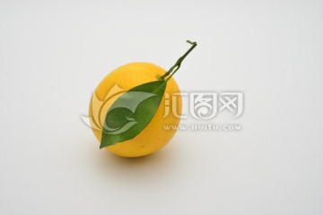 江西臍橙