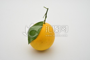 江西臍橙