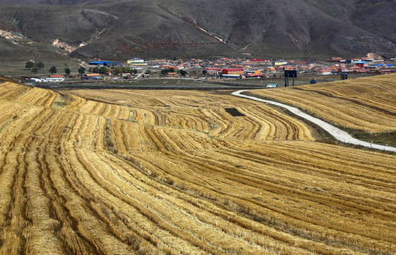 丰宁坝上草原风光