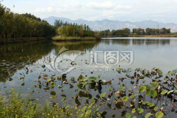 北京翠湖湿地公园