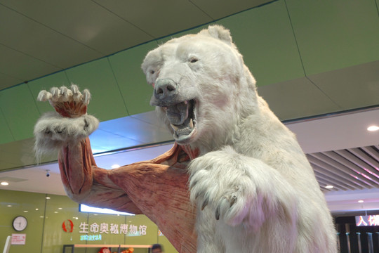 成都生命奥秘博物馆 北极熊标本