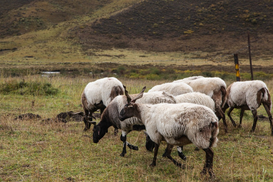 藏系羊