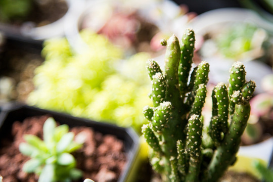 多肉植物仙人掌