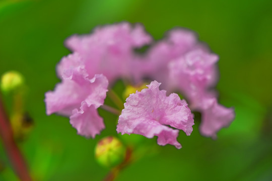 紫色花朵