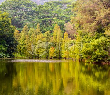 阳光树林湖泊高清