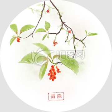 手繪五味子 霜降