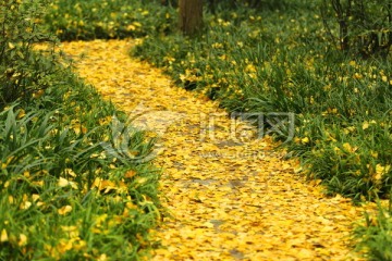 铺满黄色银杏叶的小路