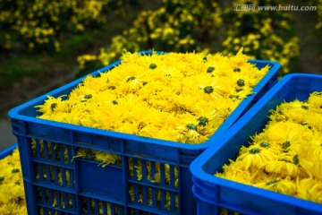 金丝皇菊