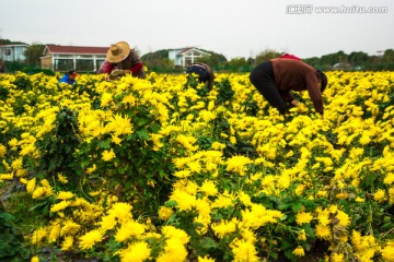 金丝皇菊