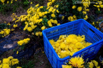 金丝皇菊