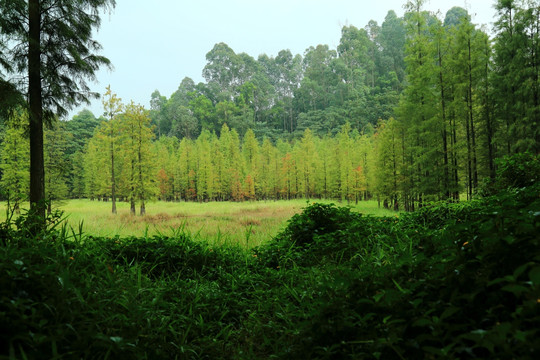 原始森林