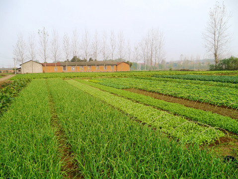 蔬菜基地