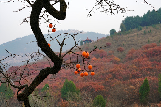 柿子树枝