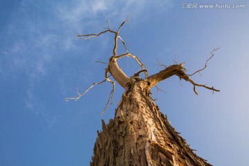 胡杨木 胡杨树