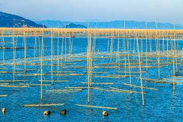 霞浦紫菜种植场 海上密集竹竿