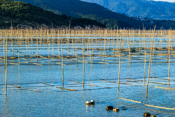 霞浦紫菜种植场 海上密集竹竿