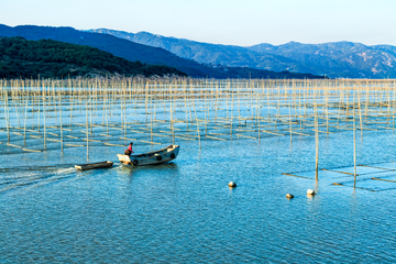 紫菜种植海域 渔船 紫菜养殖场