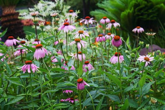 雏菊花 小雏菊