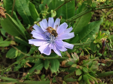 淡紫色雏菊和蜜蜂