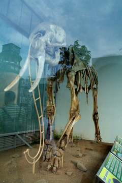 大象骨骼标本