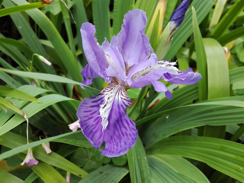 鸢尾花