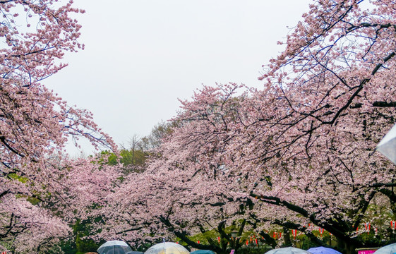 日本樱花