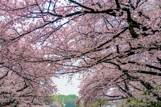 日本樱花