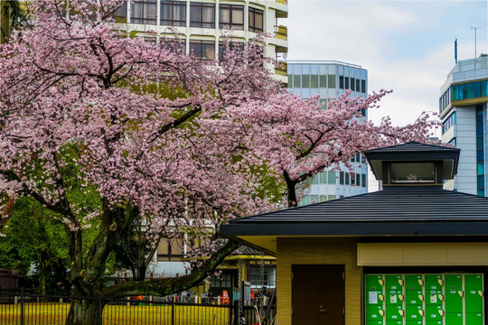 日本樱花