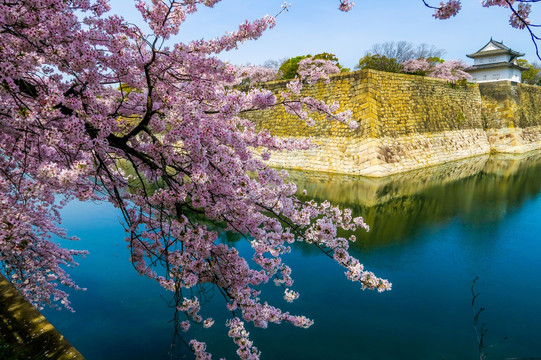 日本樱花