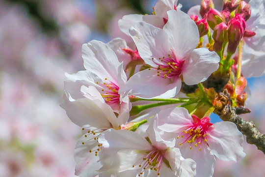 日本樱花