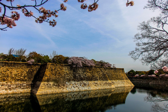 日本樱花