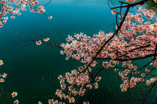 日本樱花