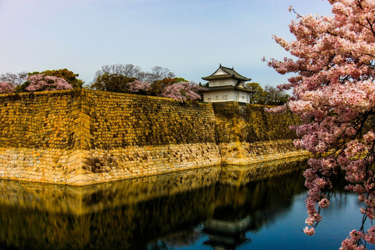 日本樱花