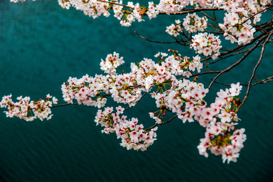 日本樱花