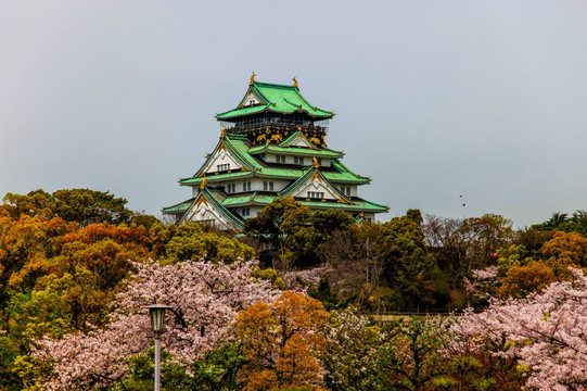 日本樱花